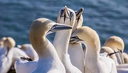 开云中国官网-昂热击败对手，继续向法甲前四挺进，昂热vs巴黎圣日耳曼直播