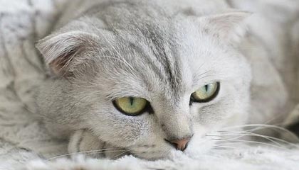 开云官方平台-篮球联赛市场影响力不断扩大，全国篮球联赛优势