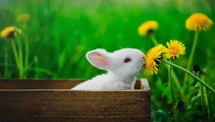 开云官方平台-篮球联赛市场影响力不断扩大，全国篮球联赛优势